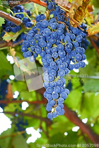 Image of Bunches of blue ripe grapes