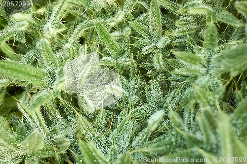 Image of Prickly plant with water drops