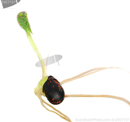 Image of Runner bean seed with a green leaf shoot
