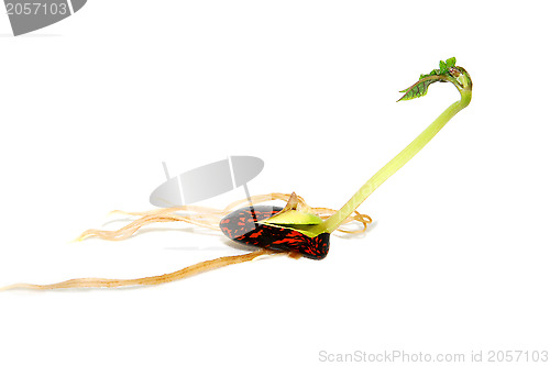 Image of Runner bean seed with a long green leaf shoot