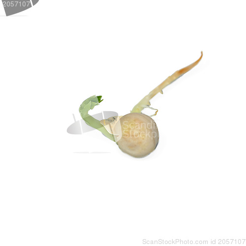 Image of Single germinated pea seed sprouting