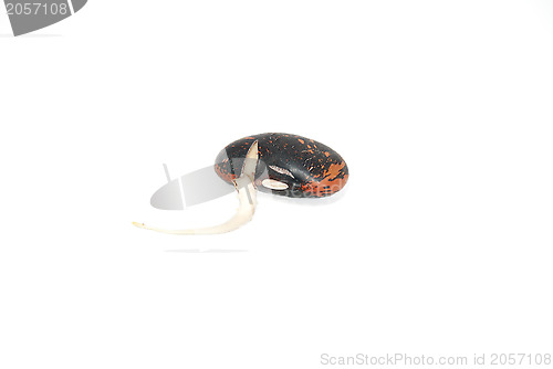 Image of Single germinated runner bean seed sprouting