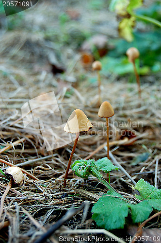 Image of Tiny toadstools