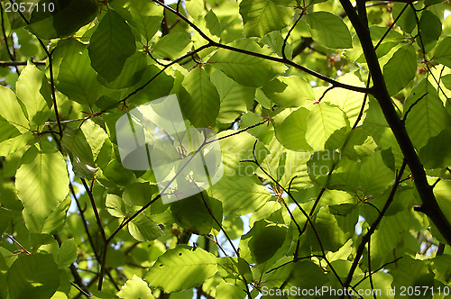 Image of Canopy of green beech leaves