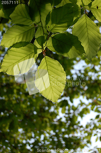 Image of Underside of green beech leaves