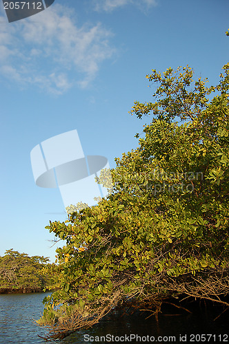 Image of Mangrove in the Galapagos Islands