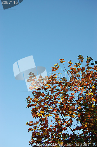 Image of Red leaves of a sycamore tree against a blue sky