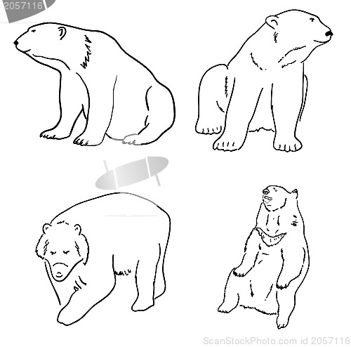 Image of Bears