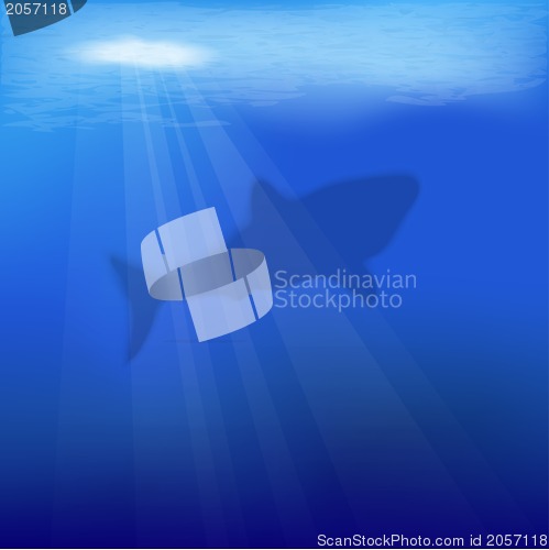 Image of Shark
