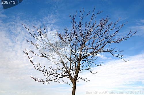 Image of Barren Tree