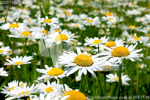 Image of Beautiful chamomile flowers