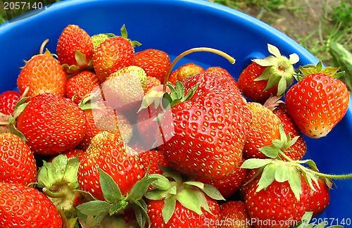 Image of Basket of fresh strawberries 