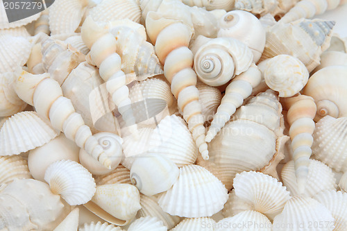 Image of Shell Beauty