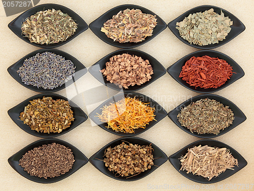 Image of Medicinal and Magical Herbs