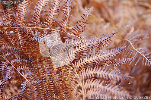 Image of Closeup of bracken