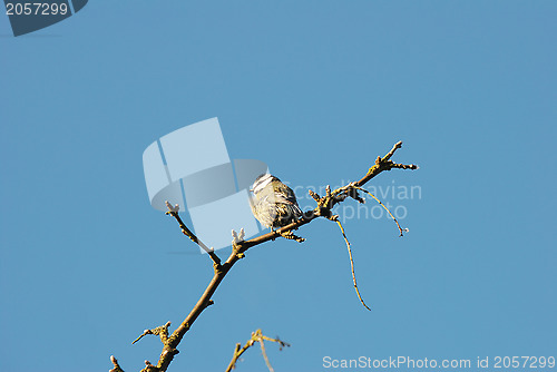 Image of Fledgling blue tit