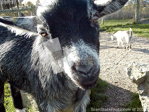 Image of Close up Goat