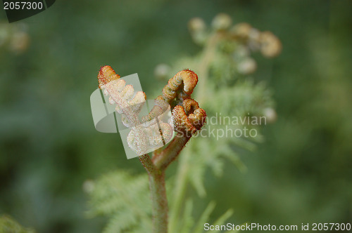 Image of Fiddlehead