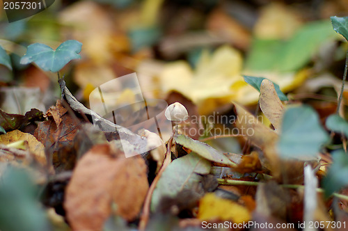 Image of Tiny toadstool on the forest floor