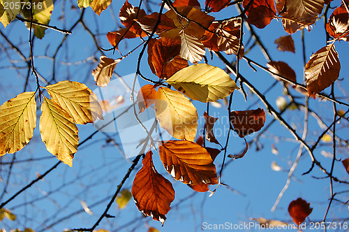 Image of Golden beech leaves