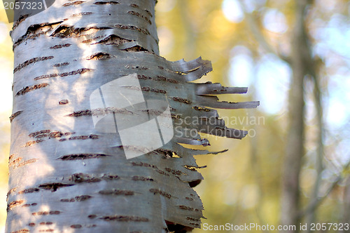 Image of Peeling bark on a silver birch tree 