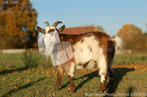 Image of Red and white goat