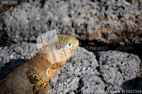 Image of Galapagos land iguana