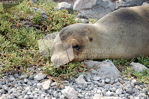 Image of Sea lion in the Galapagos Islands