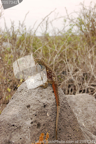 Image of Lava lizard