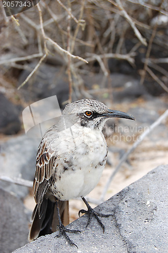 Image of Mockingbird in the Galapagos Islands