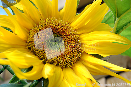 Image of Closeup of a bright yellow sunflower