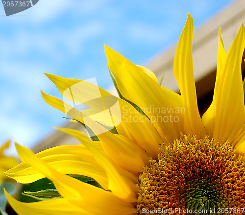 Image of Bright yellow sunflower