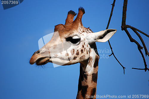 Image of Giraffe's head against a blue sky