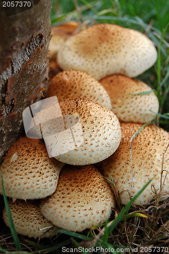 Image of Fungus growing at the base of a tree trunk