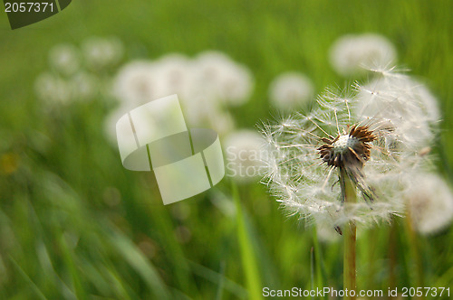 Image of Dandelion clock in a meadow