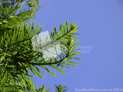 Image of Needles or leaves?