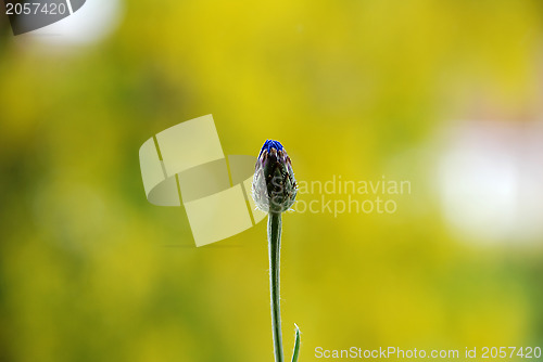 Image of Unopened cornflower bud