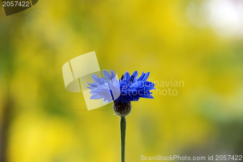 Image of Open cornflower bloom