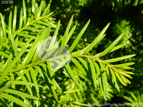 Image of Coniferous closeup