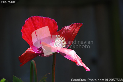 Image of Red poppy with its petals blown open 
