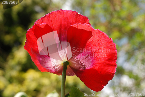 Image of Red poppy flower seen from below