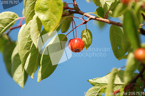 Image of Crab apple hanging against a blue sky