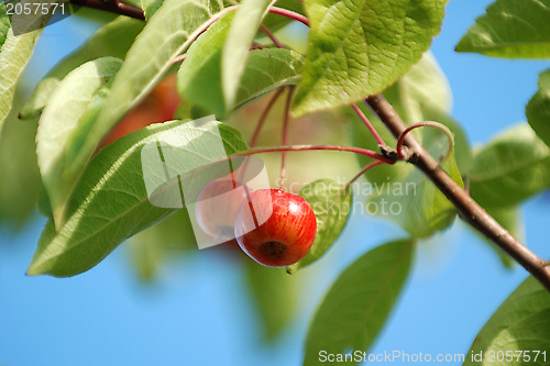 Image of Shiny red crab apples