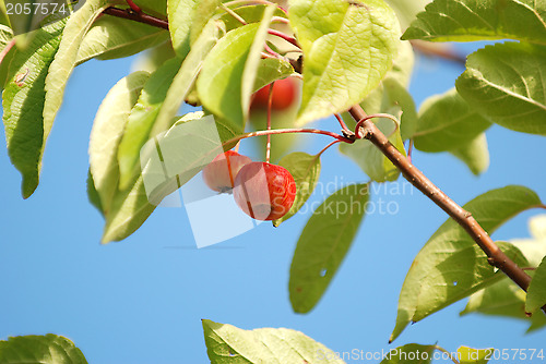 Image of Crab apples among leaves on the tree