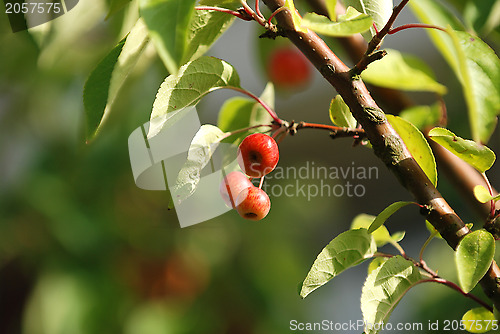 Image of Crab apples on the branch