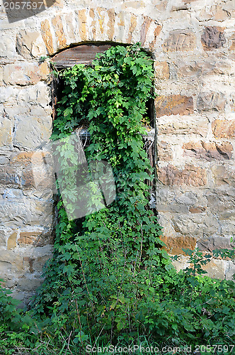 Image of Abandoned Mill Overgrown Window