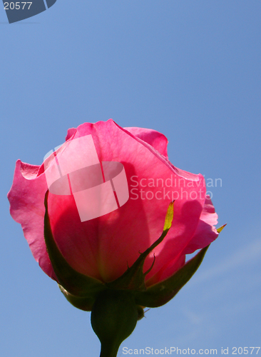 Image of Rose flower on blue sky