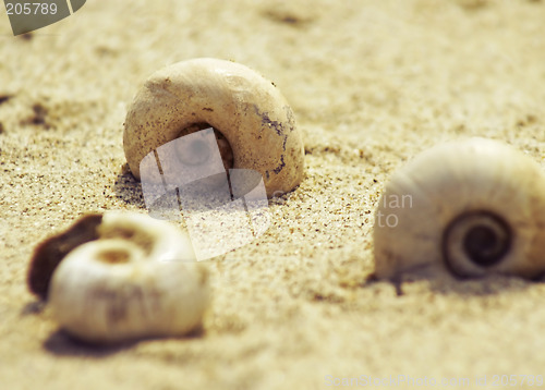 Image of empty shells