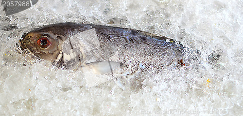 Image of fresh fish