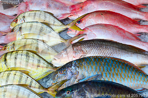 Image of fresh fish